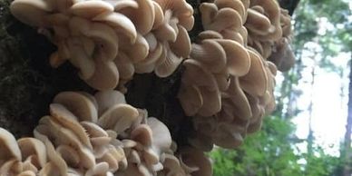 A number of research studies show that oyster mushrooms can improve immune system function against r