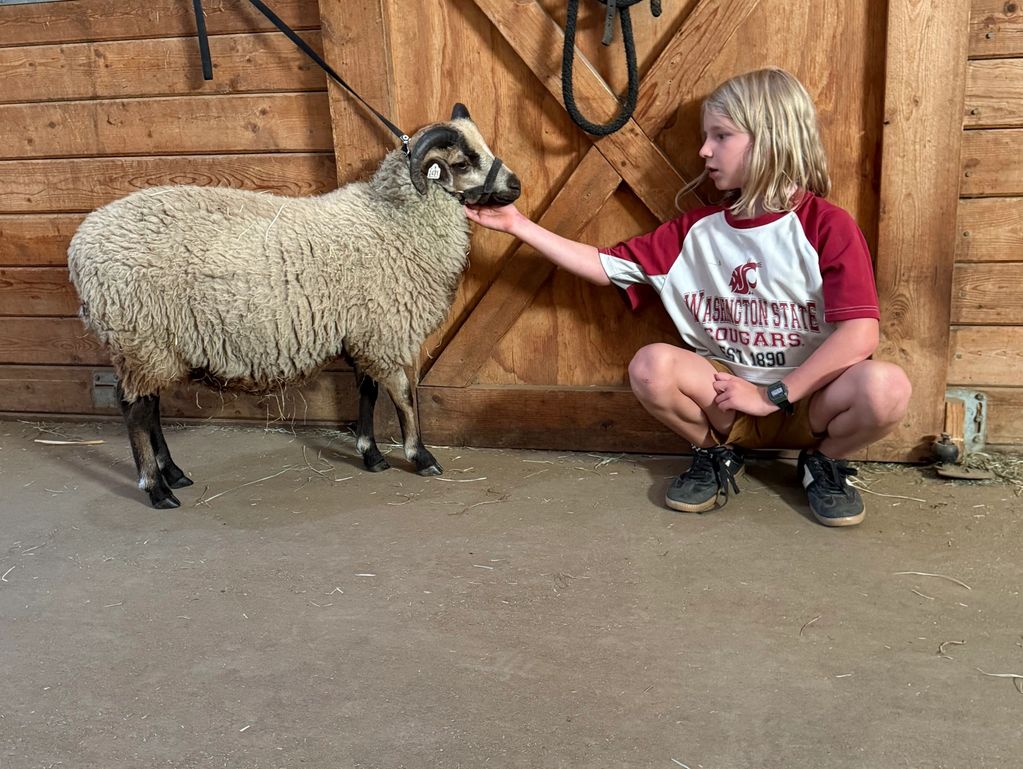 VVF Rolo  S 61146 (VVF Rosetta x VVF Jules}
A fawn katmoget ram lamb