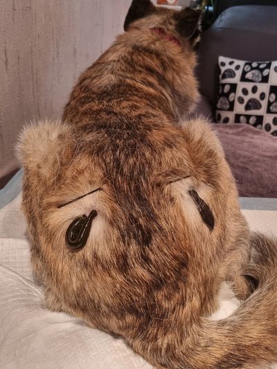 Katze mit aufgemalten traurigen Augen auf dem Rücken.