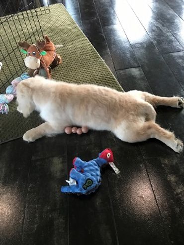 a puppy surrounded by toys