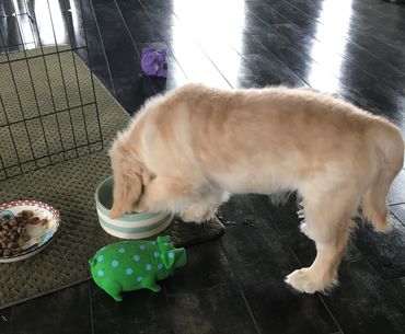 a puppy eating out of a bowl