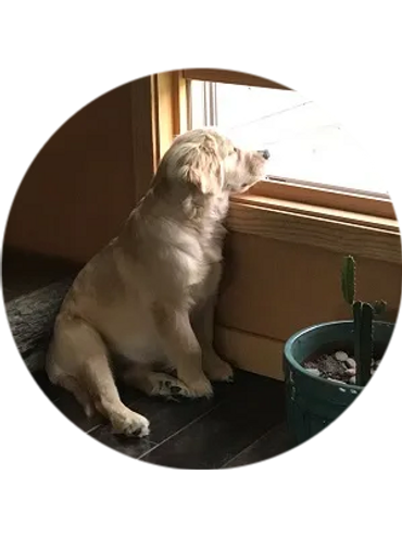 a puppy looking out of a window