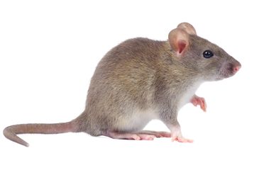 pest control near me