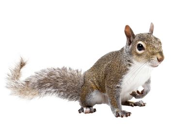 residential pest control