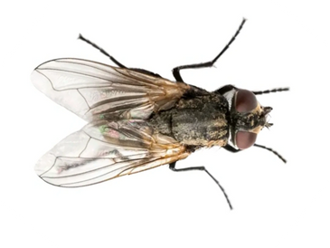 best pest control near me