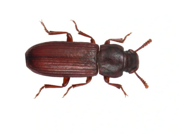 squirrel pest control