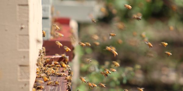 Honeybees collected nectar