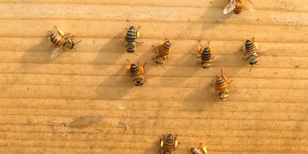 Honeybees with various colors of pollen