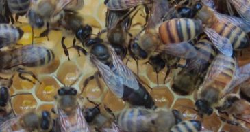 New Jersey Carniolian Queen