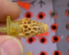 A grafted queen cell