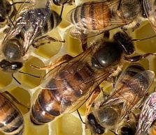 2019 Grafted queen from Saskattraz Queen and open mated.