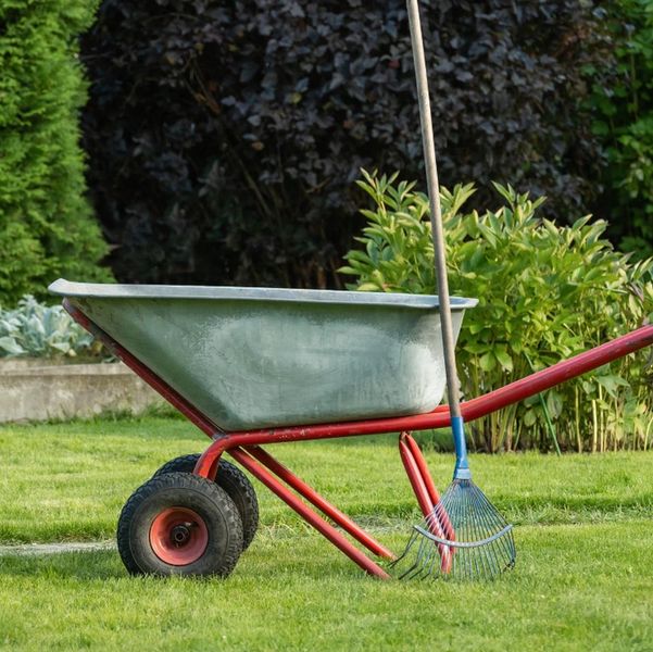 A wheelbarrow and garden rake on grass.