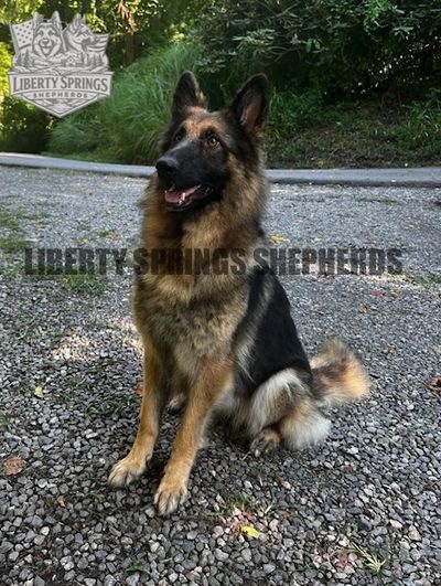 Lettie is an Alpha female with high drive and an impeccable personality.