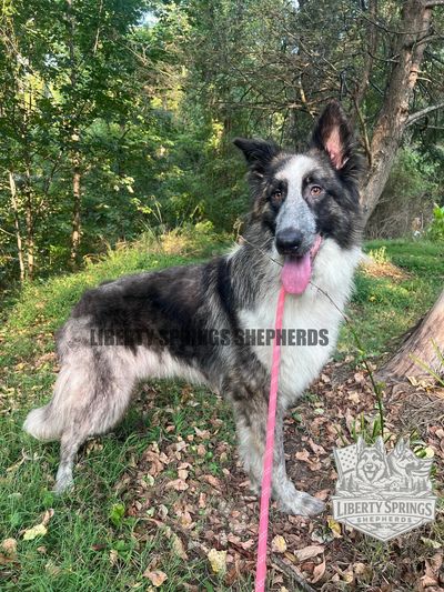 Atlas, like the rest of our pack hails from K9 Pines Kennel