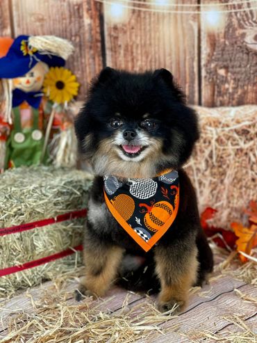 Fluffy black dog wearing a festive pumpkin bandana sitting on hay.