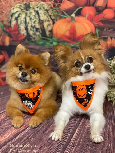 Two small dogs with autumn-themed bandanas pose in a festive fall setting.