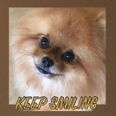 Close-up of a fluffy dog with a hopeful expression and text 'KEEP SMILING'.