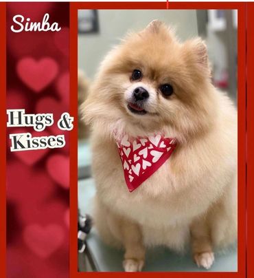 Fluffy Pomeranian named Simba wearing a heart-patterned bandana.
