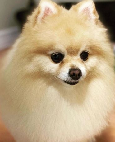 Fluffy cream-colored Pomeranian with expressive eyes.