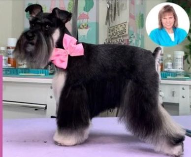 Mega Coat Schnauzer Trim