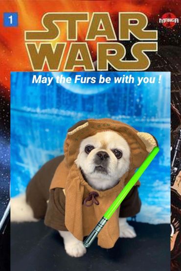 Dog dressed as a Star Wars Jedi with a green lightsaber.