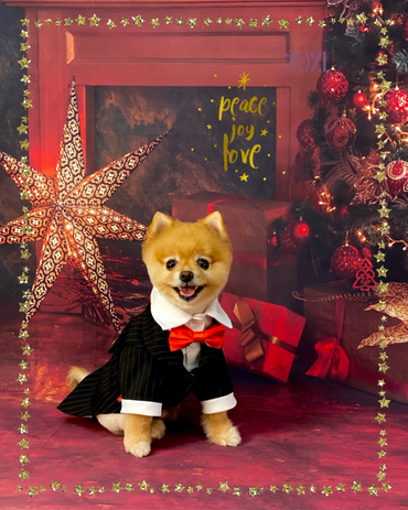 A happy dog in a tuxedo with a red bow tie in a festive Christmas setting.