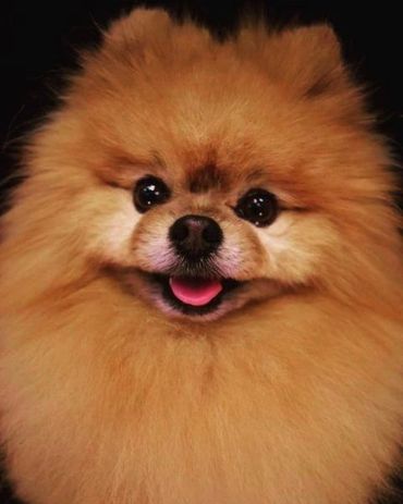 Fluffy Pomeranian with bright eyes and a happy smile.