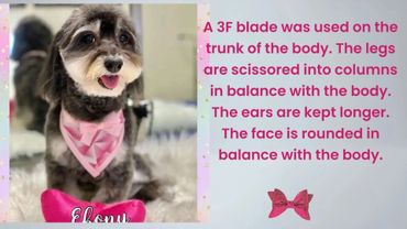 A small dog with a trimmed face and pink bandana.