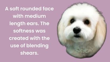 A fluffy white dog with a soft rounded face and medium ears, styled with blending shears.