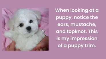 Close-up of a fluffy white puppy with a trimmed coat and expressive eyes.