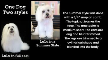 Two grooming styles for a white dog: full coat and summer style.