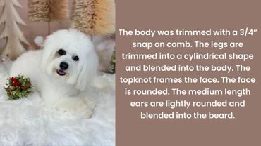 White dog with a groomed fluffy coat lying on a white surface beside text describing grooming details.