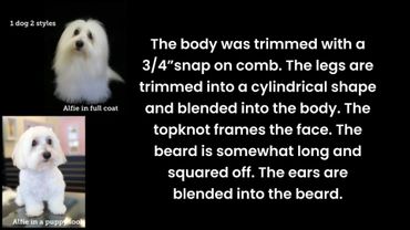 Comparison of one dog, Alfie, in full coat and puppy cut styles.