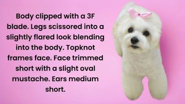 A small white dog with a pink bow and a groomed fluffy coat stands against a pink background.