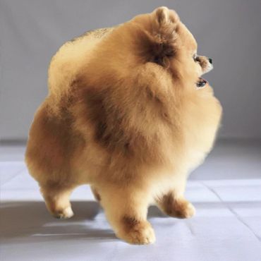 Fluffy Pomeranian dog with a thick golden coat standing indoors.