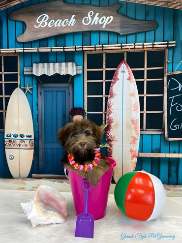 Cute puppy in a pink bucket with beach props and surfboards.