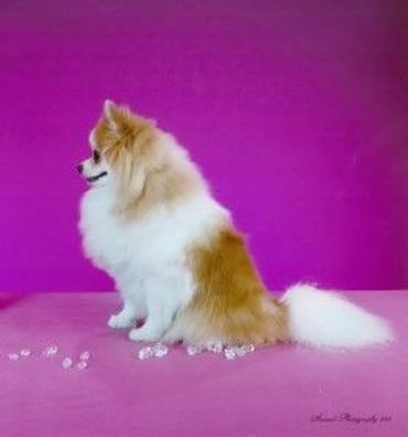 Fluffy Pomeranian dog sitting against a vibrant purple background.