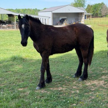 A young black foal standing on green grass near farm buildings.