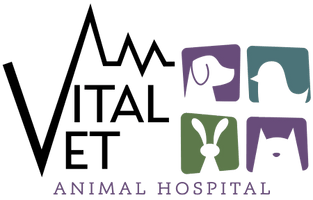 Vital Vet Animal Hospital