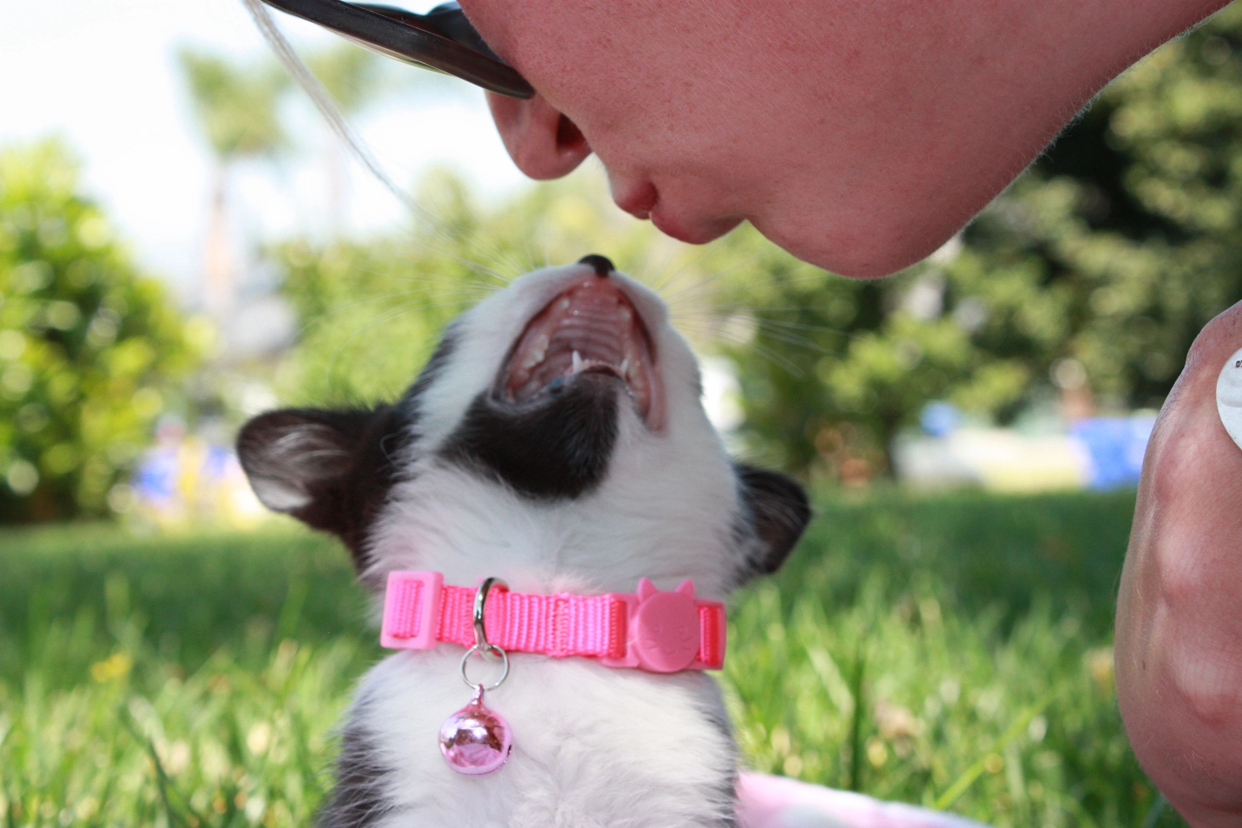 Donate Cats of San Bernardino