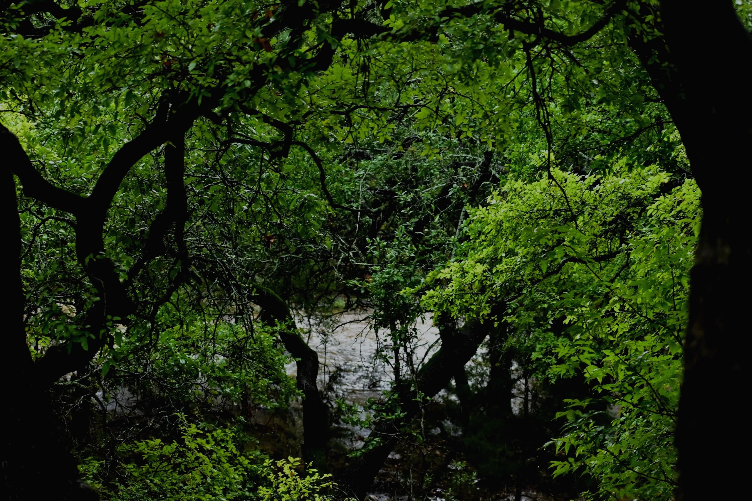 Dark oak forest with river