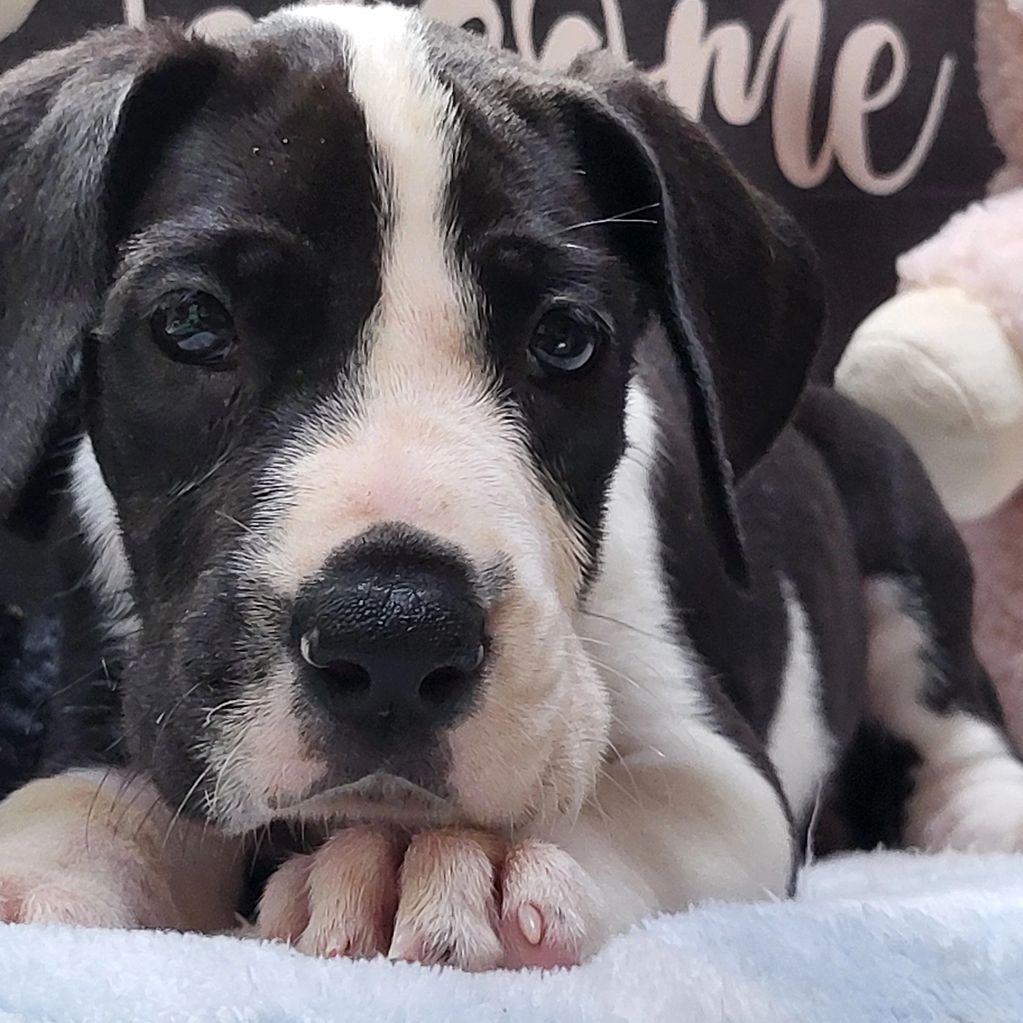 Mantle male available. Call or text Victoria for more information. 678-860-3263