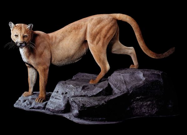 Mountain lion model.