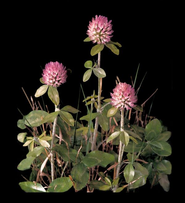 Clover model for a natural history exhibit.