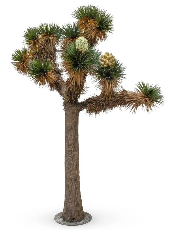 Joshua tree model for Zion National Park.