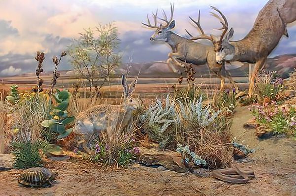 Black Mesa diorama for Sam Noble Museum of Natural History.