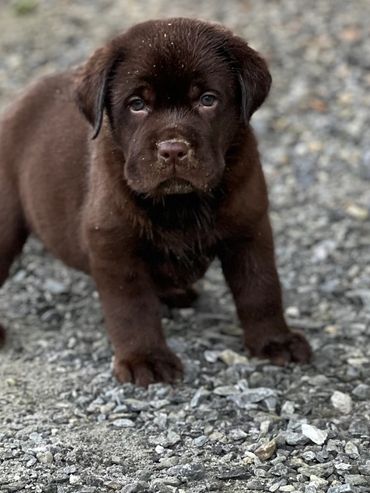 Chocolate Lab puppy 