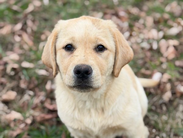 Close-up of a curious yellow Labrador Retriever puppy outdoors.
