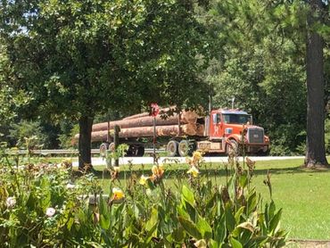 large truck loads of logs