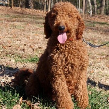 Curly-haired dog named Jada sitting outdoors with tongue out.